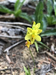 Cyanella lutea lutea