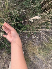 Bothriochloa barbinodis