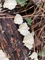 Trametes pubescens