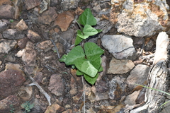 Phaseolus filiformis