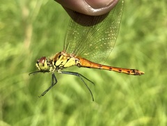 Sympetrum depressiusculum