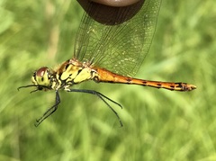 Sympetrum depressiusculum