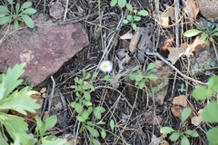 Erigeron vicinus