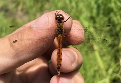 Sympetrum depressiusculum
