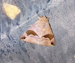 Bastilla joviana