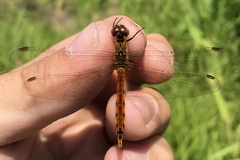 Sympetrum depressiusculum