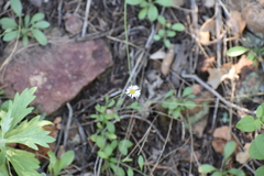 Erigeron vicinus