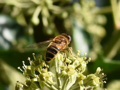 Eristalis similis