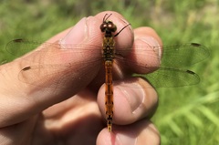 Sympetrum depressiusculum