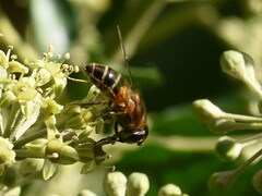 Eristalis similis