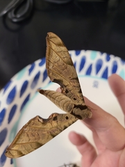 Protambulyx strigilis