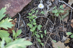 Erigeron vicinus