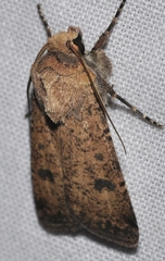 Agrotis trux