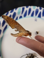 Protambulyx strigilis