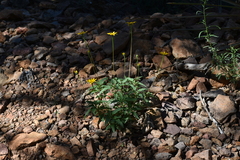 Heliopsis parvifolia