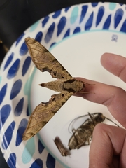 Protambulyx strigilis