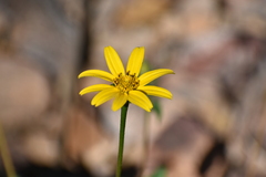 Heliopsis parvifolia