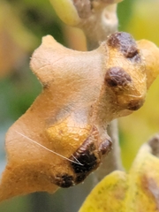 Aceria querci