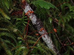 Rhytidiadelphus loreus