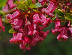 Escallonia rosea