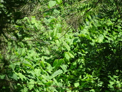 Reynoutria sachalinensis