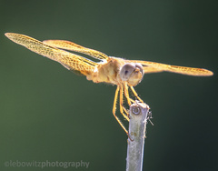 Perithemis