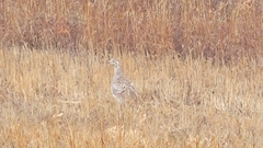 Tympanuchus phasianellus