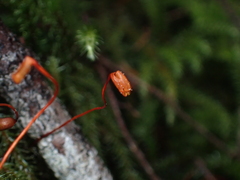 Rhytidiadelphus loreus