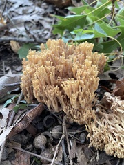 Ramaria stricta