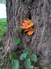 Laetiporus sulphureus