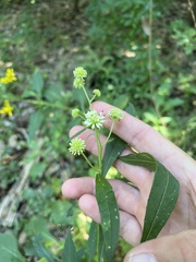 Verbesina walteri