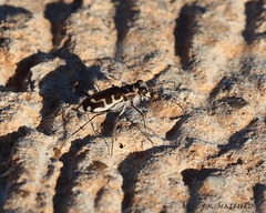 Cicindela hirticollis