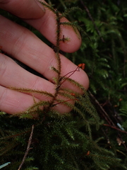 Rhytidiadelphus loreus