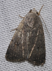 Caradrina flavirena