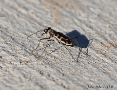Cicindela hirticollis