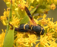 Euodynerus hidalgo boreoorientalis