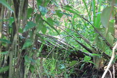 Ardeola grayii