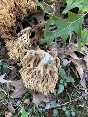Ramaria stricta