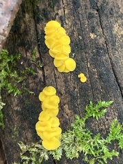 Calycina