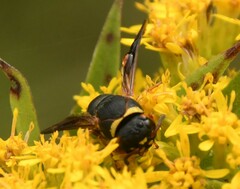 Euodynerus hidalgo boreoorientalis