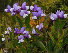 Lathyrus magellanicus