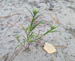 Corispermum hyssopifolium