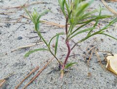 Corispermum hyssopifolium