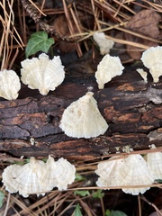 Trametes pubescens