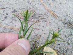 Corispermum hyssopifolium