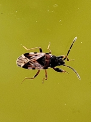 Scolopostethus decoratus