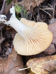 Cuphophyllus