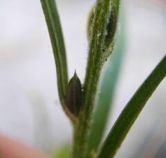 Corispermum hyssopifolium