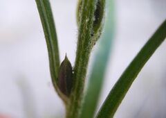 Corispermum hyssopifolium