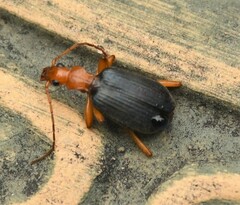 Brachinus
